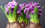 Bulbs