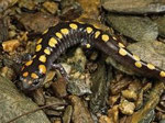 Salamander