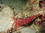 Shrimp