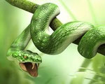 Snake
