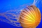 Jelly fish