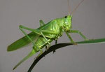 Grasshopper