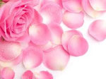 Petals