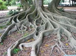 Roots