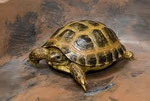 Tortoise