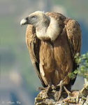Vulture