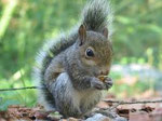 Squirrel