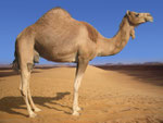 Dromedary