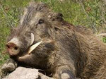Wild Boar