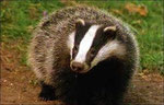 Badger