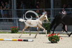 35_2025_P_Obermeyer_8