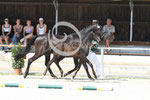 34_2024_DR_Regele_2