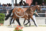 37_2025_SP_Visser_16