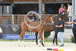 49_2025_SP_Schweiger_11