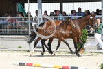 37_2025_SP_Visser_9