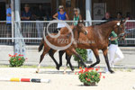 37_2025_SP_Visser_14