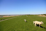 Die Schafe gehören zur Marsch wie der Deich der sie vor der Elbe schützt.