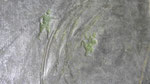 Sporen, blinddruk krijt papier, ongeveer 8cmx16cm, € 150,-