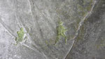 Rotsen, blinddruk krijt papier, ongeveer 8cmx16cm, € 150,-