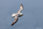 Eissturmvogel