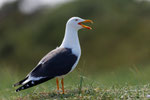 Heringsmöwe