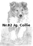 Nr.82 Jg. Collie