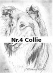 Nr.4 Collie