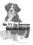 Nr.11 Jg.Berner Sennenhund