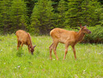 Yoho NP, BC, Kanada