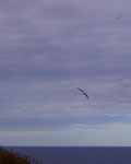 Albatros Colony Dunedin