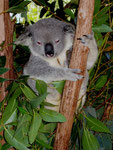 Steve Irwins Australia Zoo