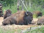 Bison d'amérique