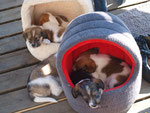 Kuschelige Schlafplätze für die Hundekinder