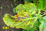 症状が進行すると黄化した部分が茶色いシミになる 
