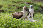 Blue Footed Booby