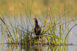 Little Cormorant, Dwergaalscholver,