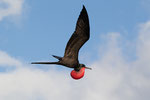 Magnificent Frigatebird