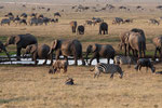 Elephants, Olifanten