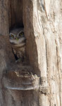 Indian Spotted Owlet