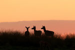 Edelhert bij zonsondergang, Red Deer at sunset