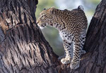 Leopard in Tree, Luipaard in boom,