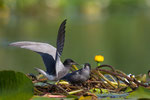 Black Tern, Zwarte Stern