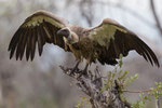 Witruggier, White Backed Vulture