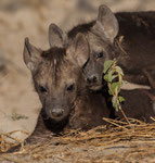 Hyena Cubs, Hyena jongen