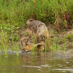 Golden Jackals fighting, Goudjakhalzen in gevecht