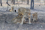Asiatic Lion mother with cubs, Aziatische Leeuw moeder met jongen