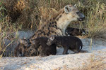 Hyena Cubs with Mother, Hyena jongen met moeder