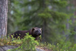 Wolverine, Veelvraat