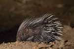 Porcupine