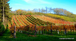 Herbst in den Weingärten von Enzersfeld